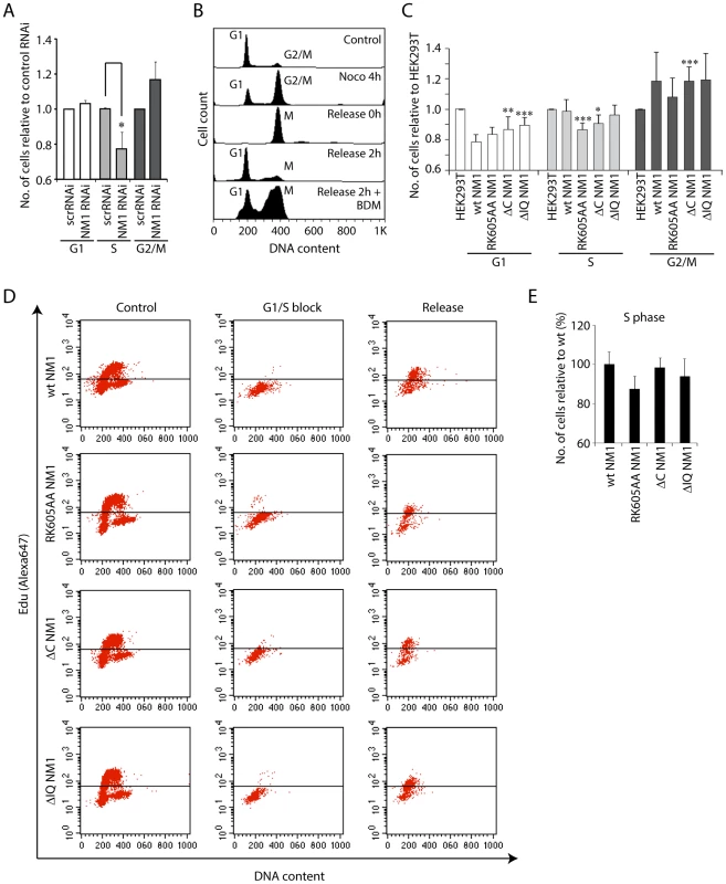 NM1 gene silencing by RNAi leads to a delay in cell cycle progression.