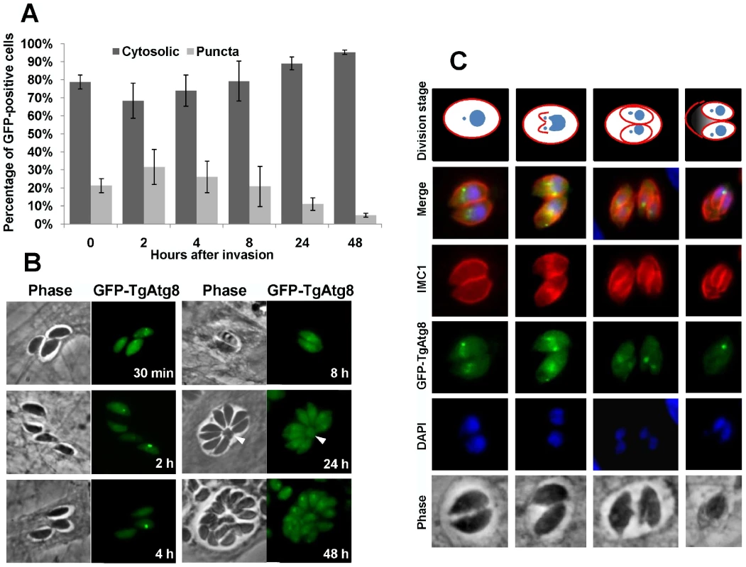 Intracellular tachyzoites display autophagosomes, but these do not seem to be involved in the recycling of mother cell residual material.