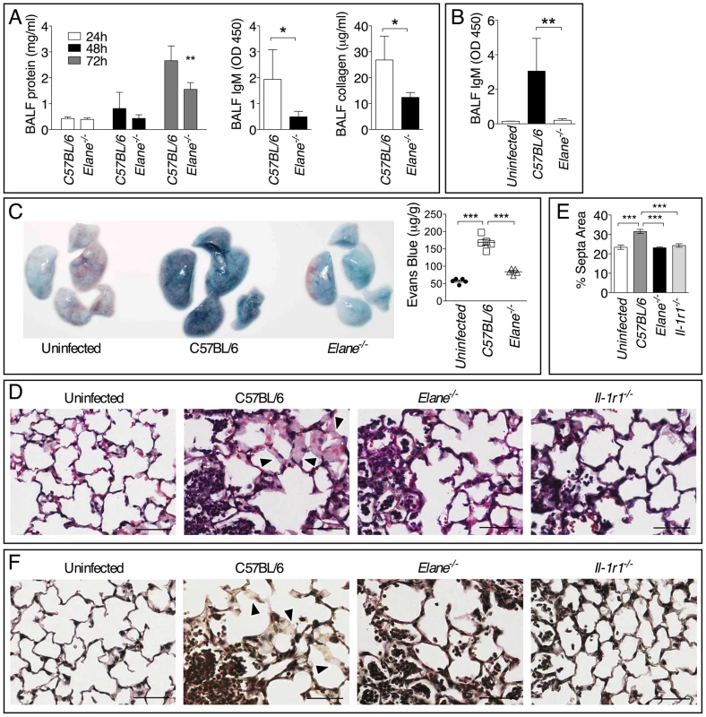 Neutrophil elastase causes lung tissue damage during infection with <i>Burkholderia</i> species.