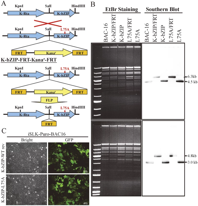 Generation of K-bZIP-L75A mutated and wild-type revertant (WT rev) recombinant KSHV (rKSHV) in BAC16.