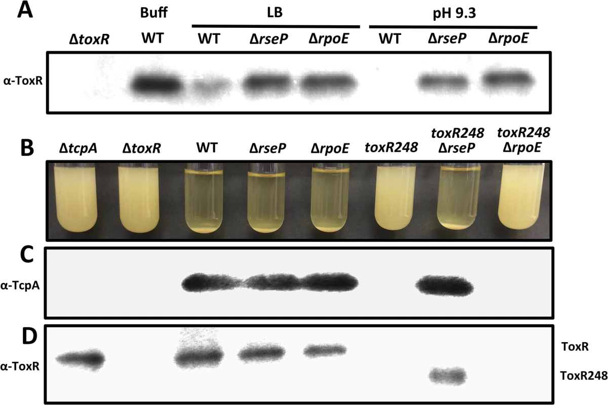 Proteolysis of ToxR is RseP and RpoE-dependent.