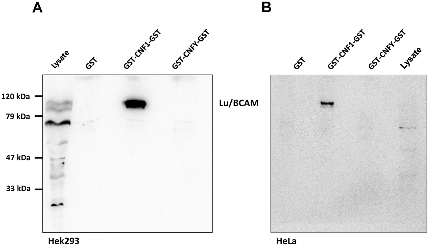 Lu/BCAM is co-precipitated with CNF1 but not with CNFY.