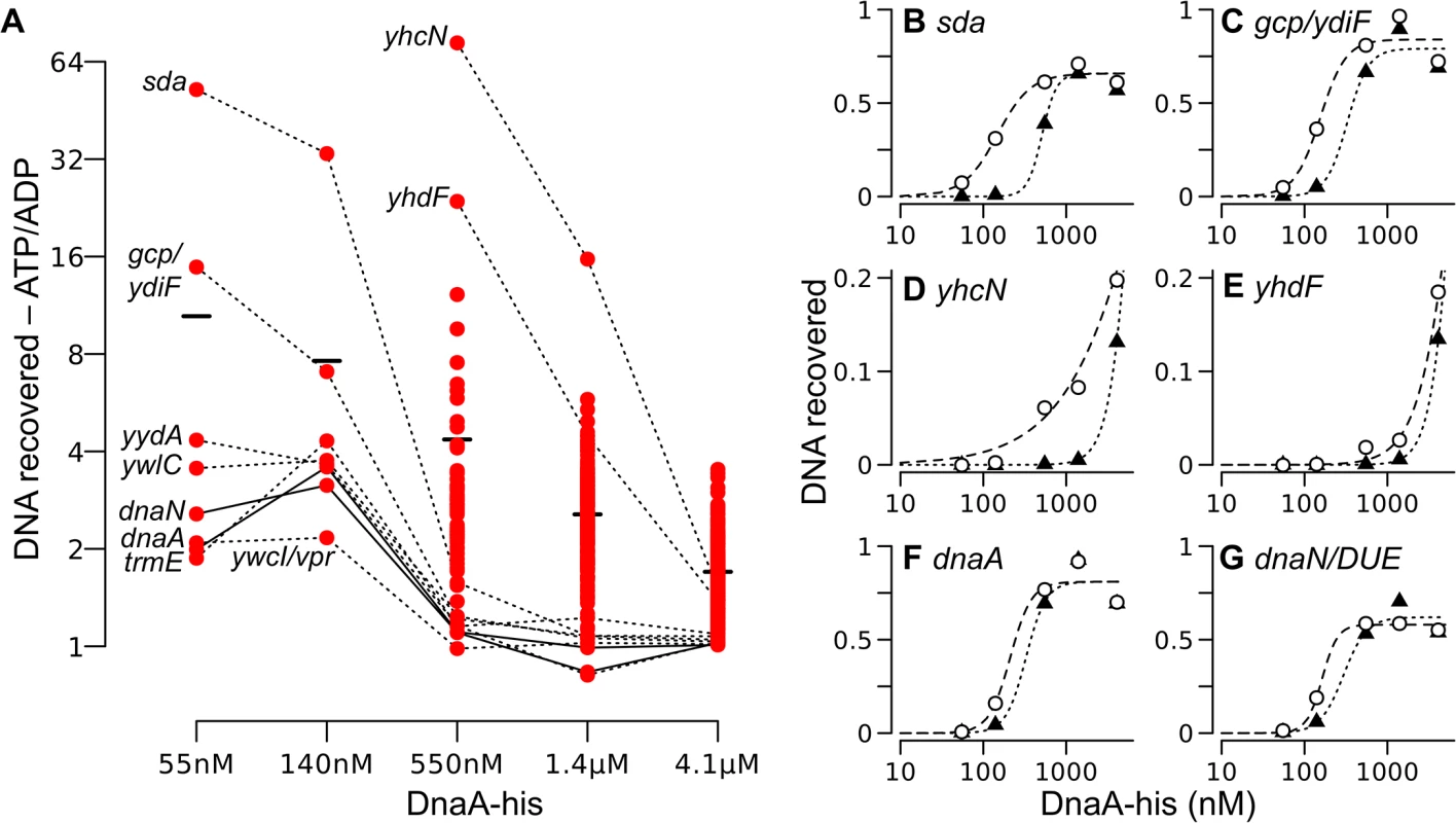 Relative DNA binding by ATP-DnaA-his compared to ADP-DnaA-his.