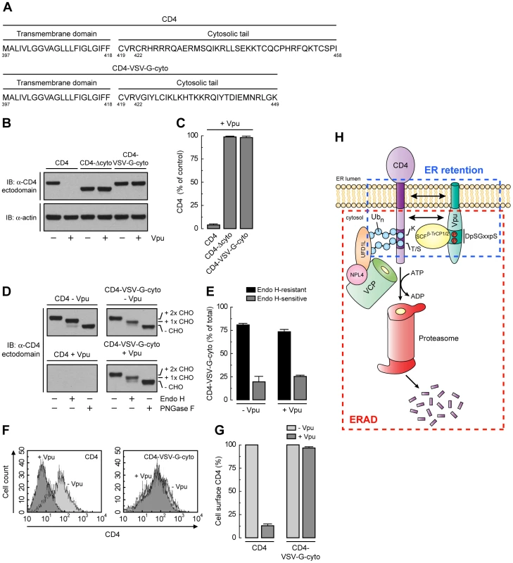 A strong ER export signal overrides ER retention of CD4 by Vpu.
