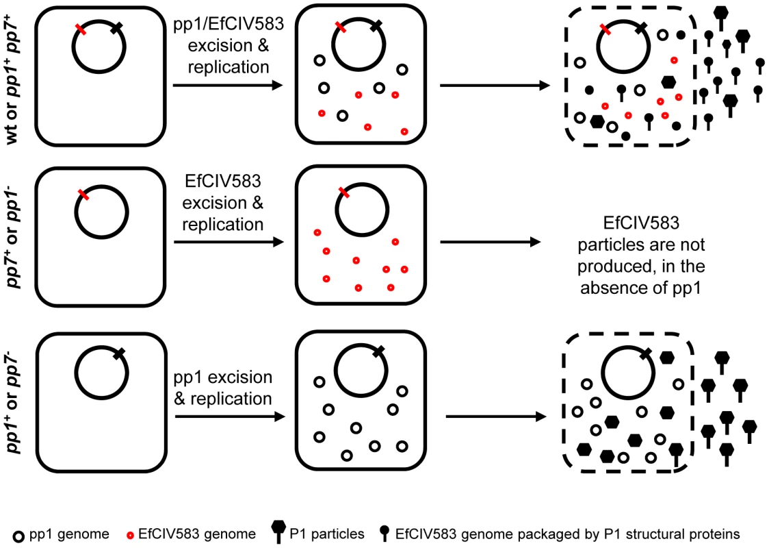 Model of P1/EfCIV583 interplay.