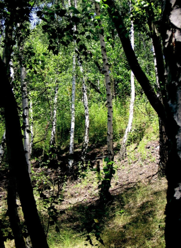 Halda B („Emma“), svahy
Fig. 3. Site B (slag heap Emma), slopes