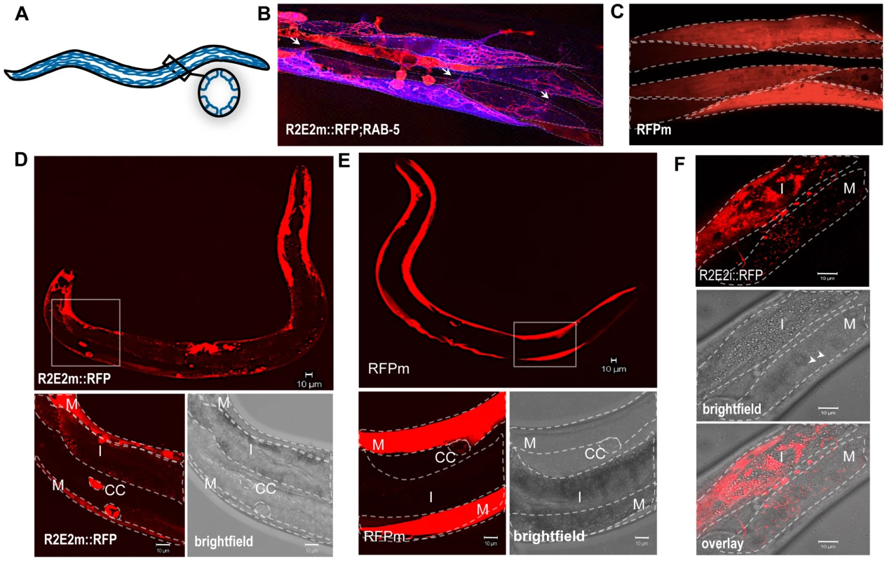 The prion domain spreads between cells and tissues in <i>C. elegans</i> by vesicular transport.