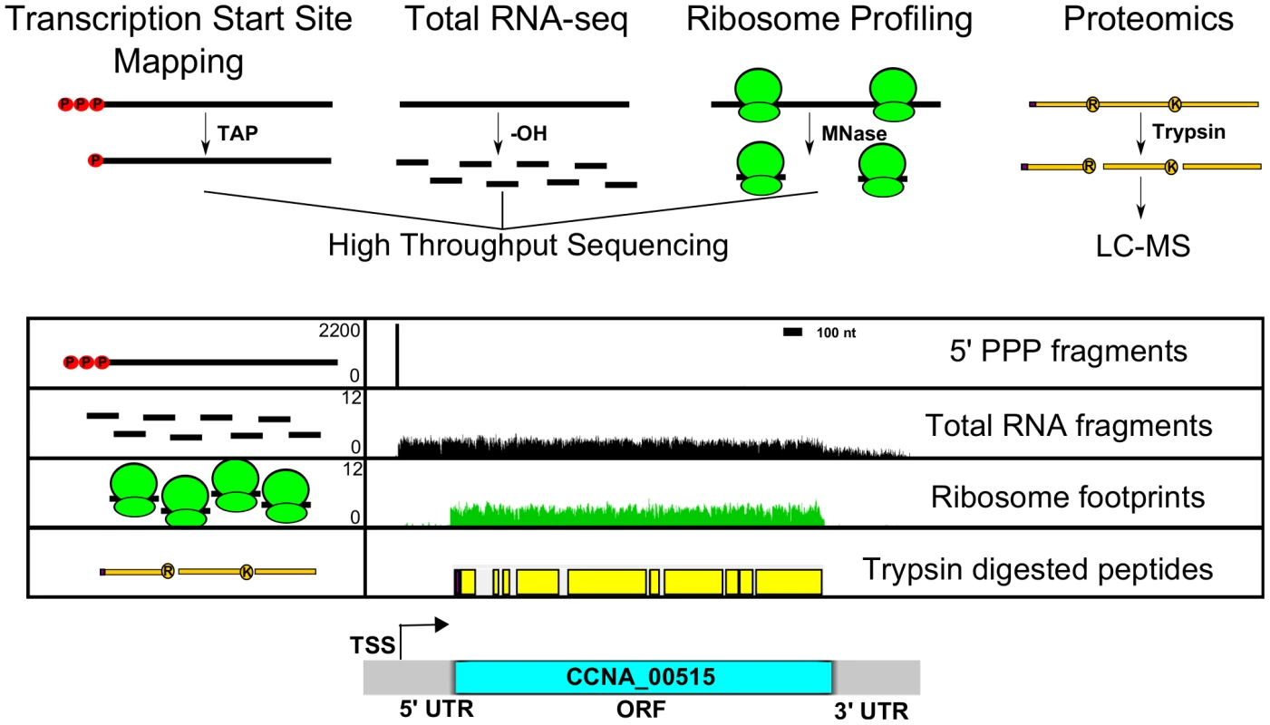 Genome-wide data set integration to map the genetic elements in the <i>C. crescentus</i> genome.