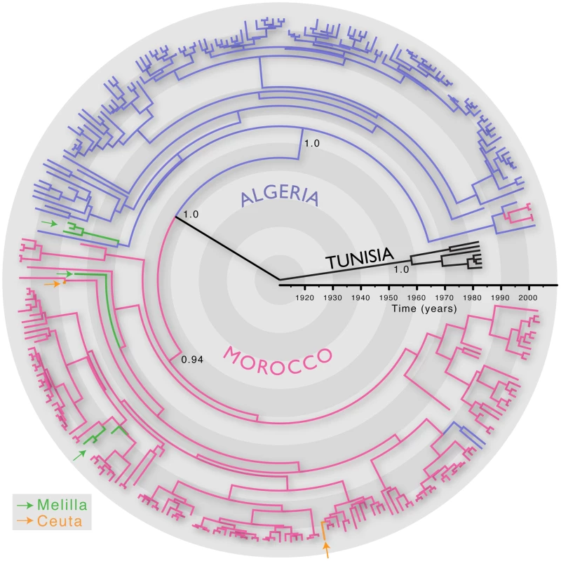 MCC tree of 287 sequences of the Africa 1 clade, estimated from the N, P and G-L genes and intergenic regions of dog RABV, and showing the spatial structure of the viral lineages.