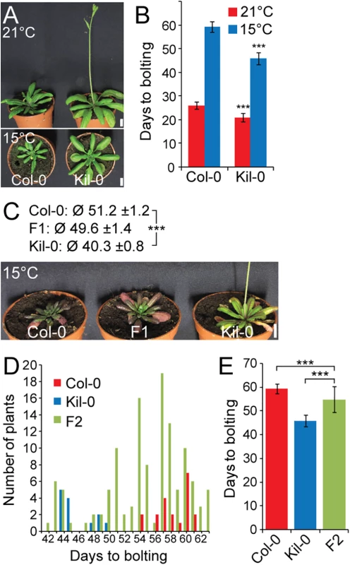 Early flowering is controlled by one major recessive locus in Kil-0.