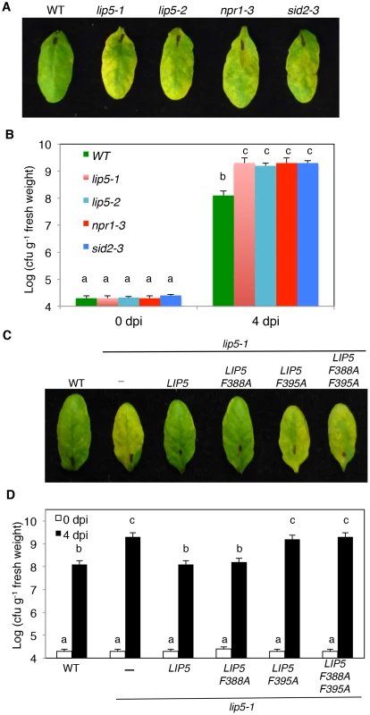 Analysis of <i>lip5</i> mutants for responses to a virulent <i>Pst</i>DC3000 strain.