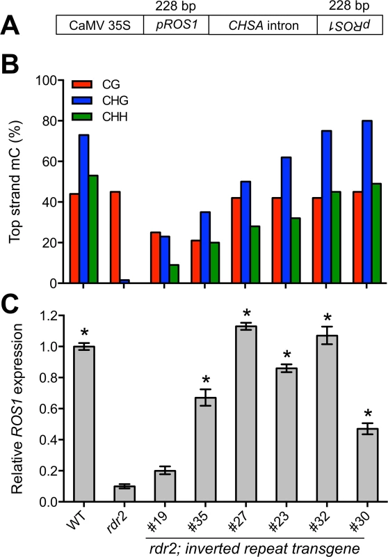 Restoration of methylation 5’ of <i>ROS1</i> is sufficient to restore <i>ROS1</i> expression in <i>rdr2</i> mutants.