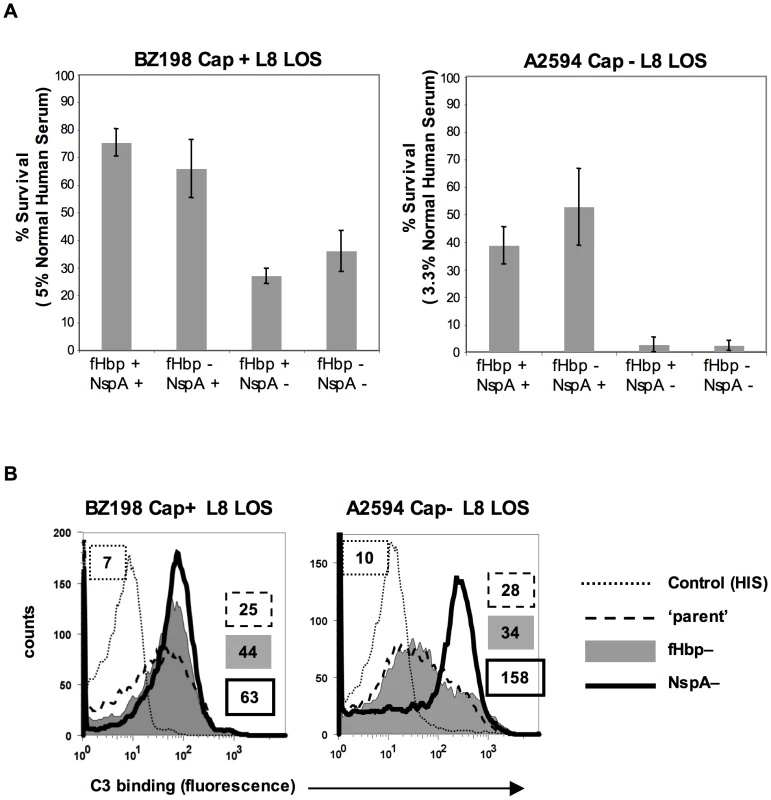 NspA expression enhances resistance of meningococci to complement-dependent killing and limits C3 deposition on bacteria.