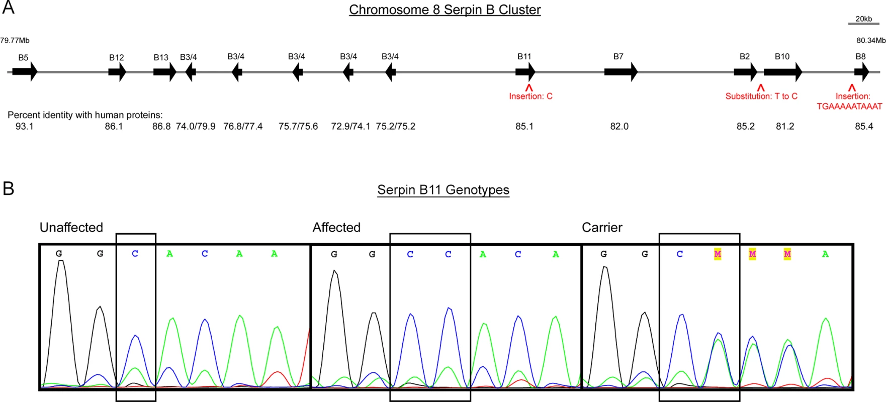 Genes and segregating variants within the region of homozygosity shared by HWSD-affected ponies.