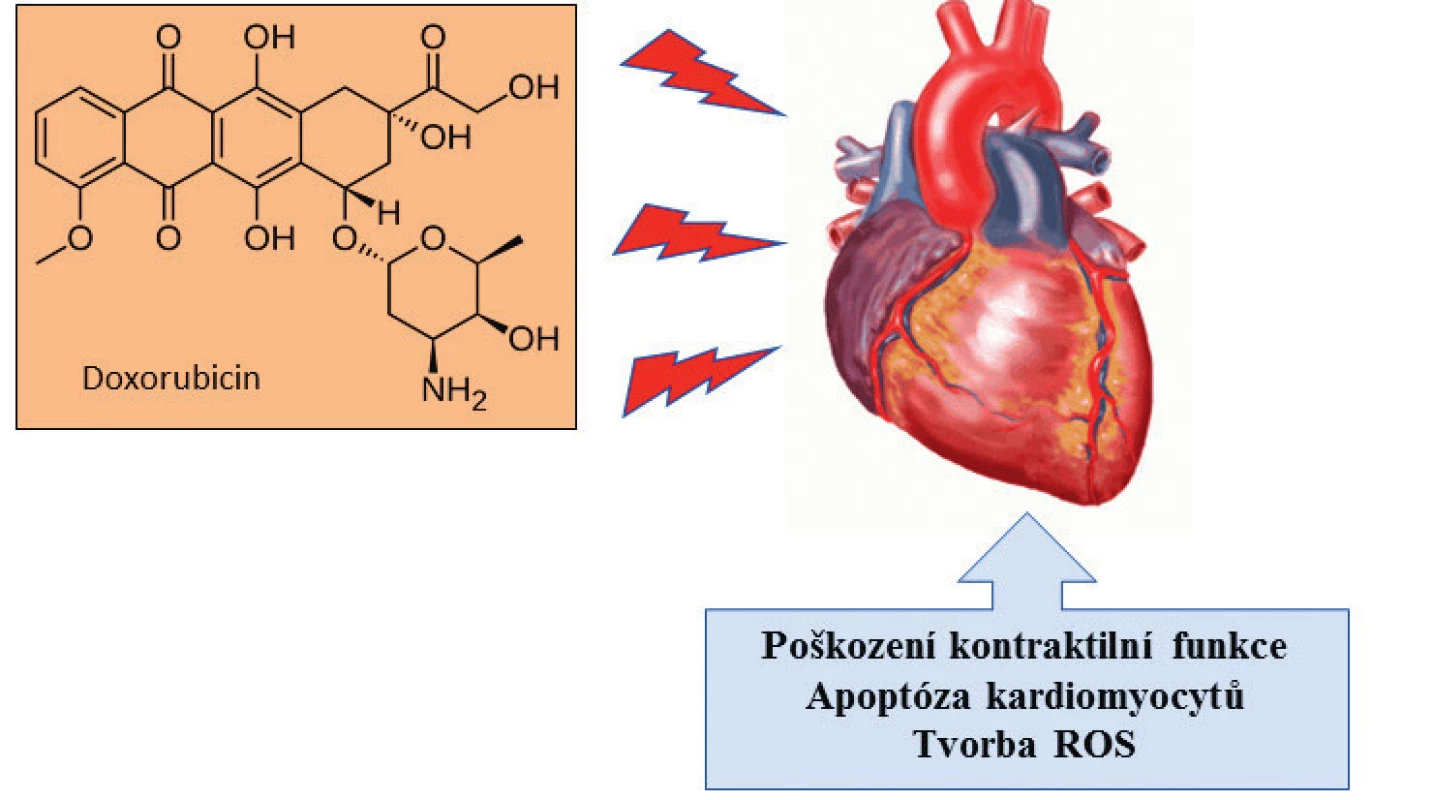 Schéma účinku doxorubicinu na srdeční sval a symptomy kardiotoxicity. Dochází k poškození na molekulární úrovni: chronické přetížení vápenatými ionty, energetická nerovnováha a vazba na kardiolipin nacházející se ve vnitřní membráně mitochondrií srdečních buněk. Dlouhodobý účinek doxorubicinu může vyvolat selhání srdce.