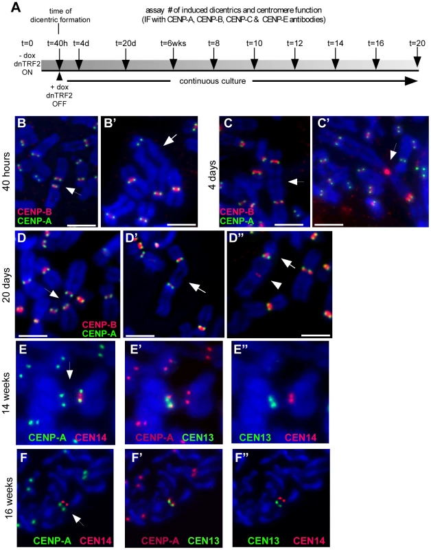 Centromere function of induced dicentrics.