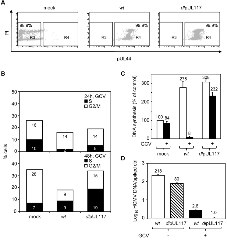 pUL117 was required to block host DNA synthesis of G0-synchronized HFFs during HCMV infection.