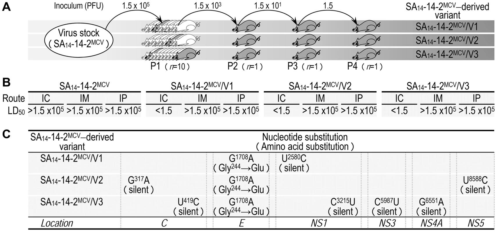 Development of three independent, highly neurovirulent variants from SA<sub>14</sub>-14-2<sup>MCV</sup> by serial intracerebral passage in mice.
