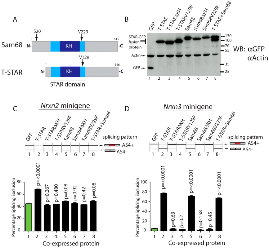 <i>Nrxn2</i> is a specific splicing target for T-STAR but not Sam68.