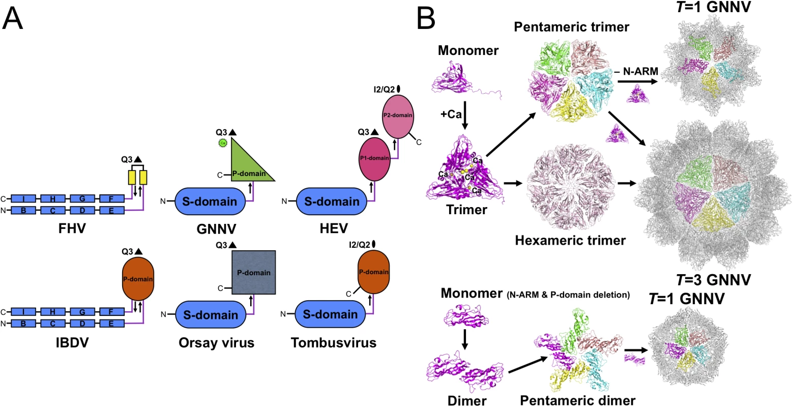 Evolutionary lineages and self-assembly mechanisms of GNNV.
