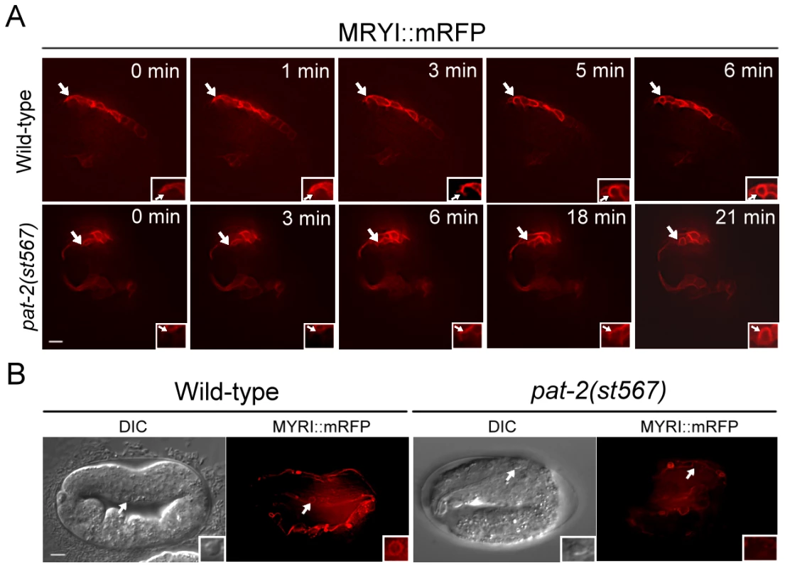 PAT-2 is required for the internalization of apoptotic cells.