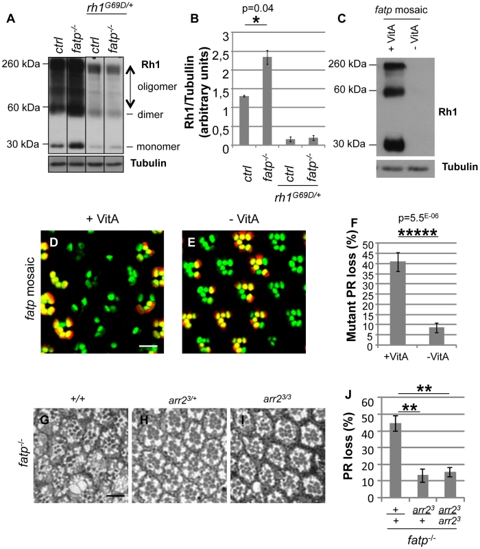 Elevated Rh1 levels are responsible for PR loss in the <i>fatp</i> mutant.