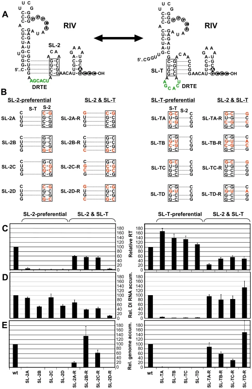 Effect of alternative conformations of RIV on RT and replication.