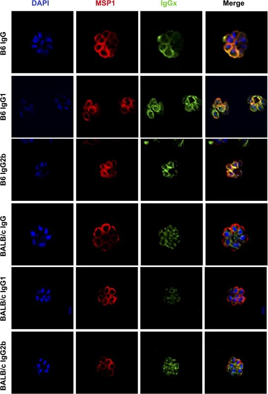 Antibodies elicited by LAGAP in C57BL/6 but not BALB/cJ mice are of broad isotypes and recognize the merozoite surface.