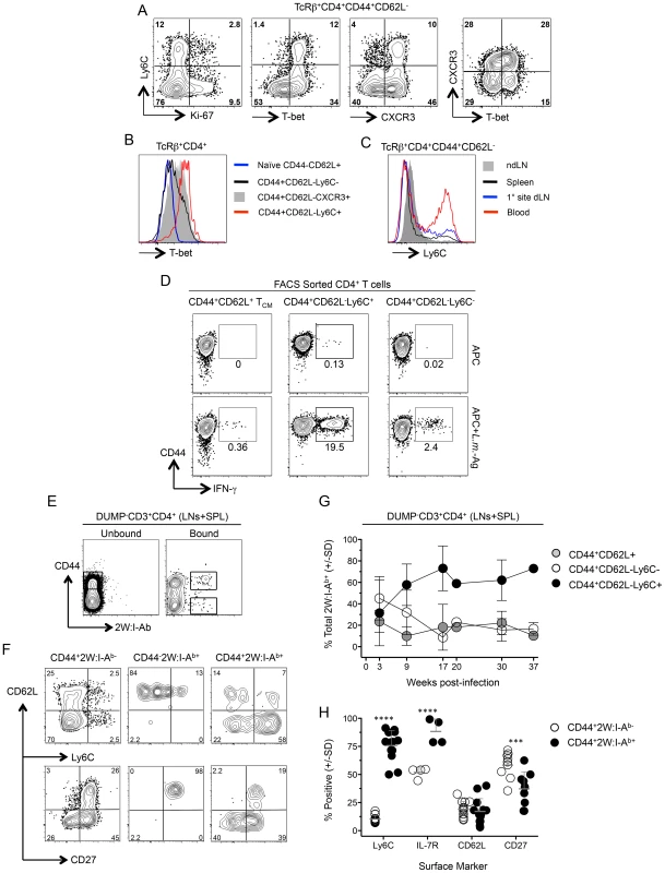 Ly6C<sup>hi</sup>T-bet<sup>hi</sup> CD4<sup>+</sup> T cells exist prior to challenge and are the predominant phenotype of antigen-specific cells during chronic infection.