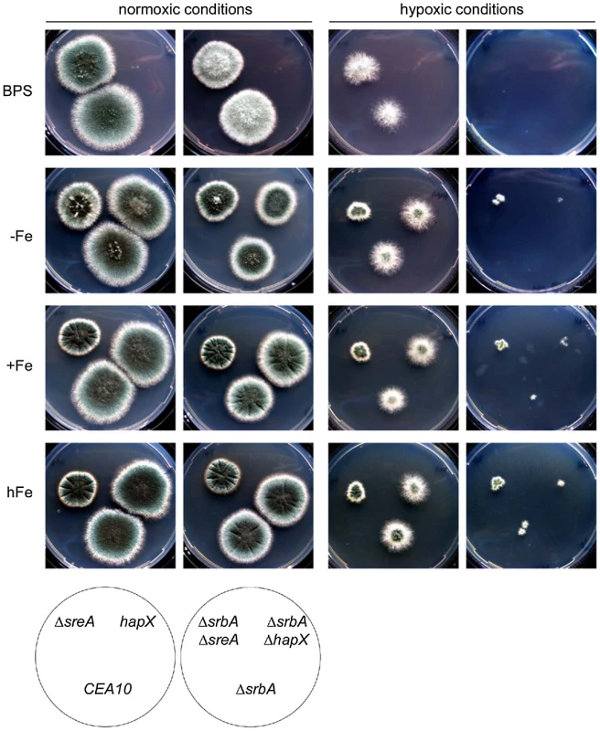 Increased iron availability and/or inactivation of SreA improve growth of Δ<i>srbA</i> during hypoxia.