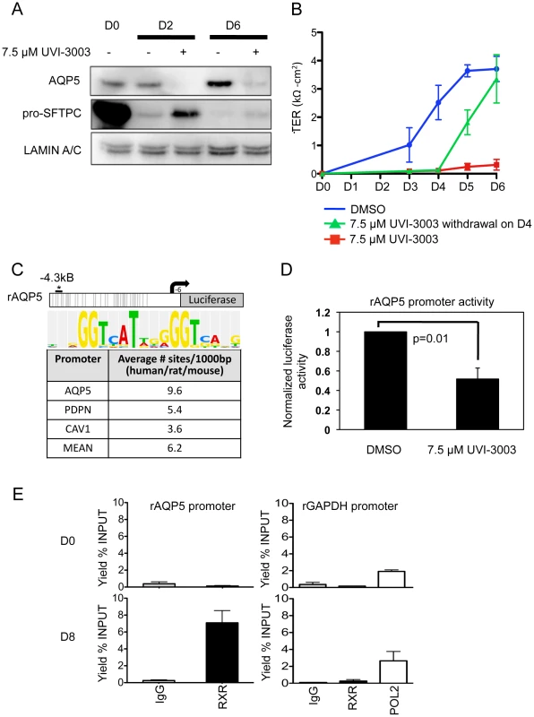 Functional validation of a transcription factor signaling pathway predicted from bioinformatics analysis.