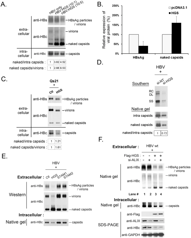 Overexpressed HGS stimulated the release of HBV naked capsid particles.