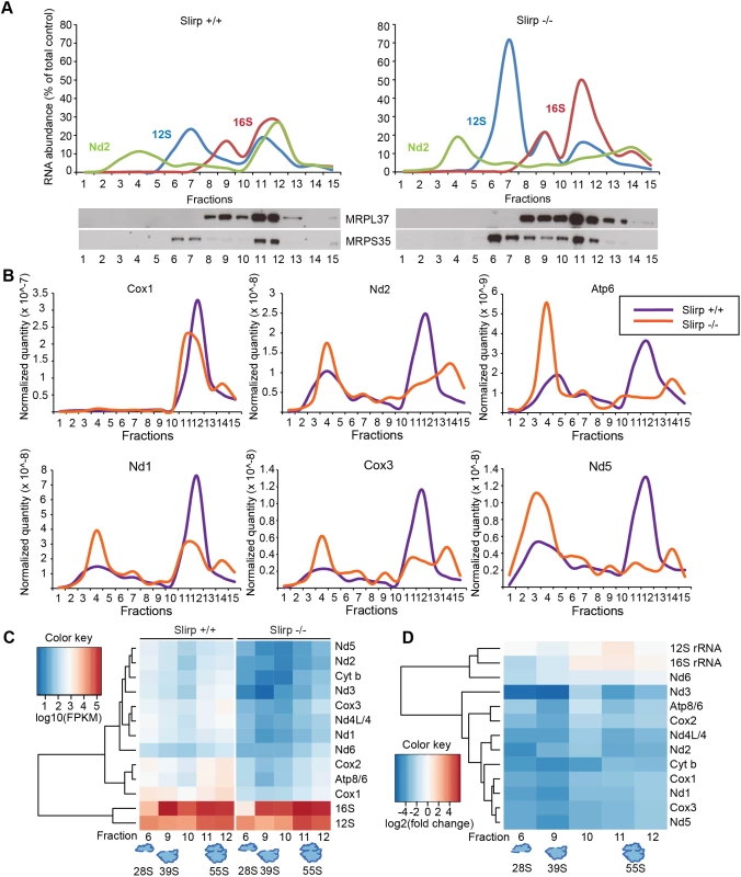 SLIRP loss affects the engagement of mitochondrial mRNAs with the mitochondrial ribosome.