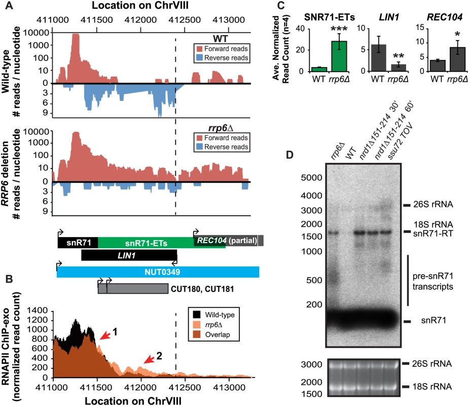 Rrp6 is required for NNS-dependent termination and RNA processing of the snR71 transcript.