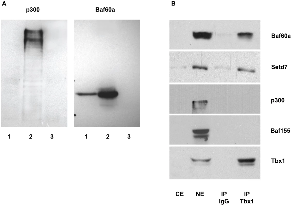 Tbx1 interacts with Baf60a and with Setd7, but not with p300 or Baf155.