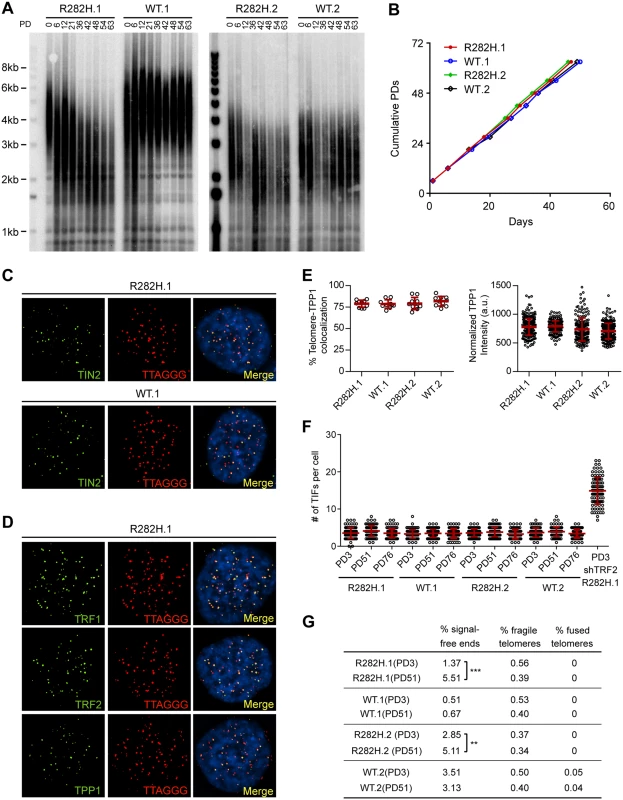 Heterozygous TIN2-R282H mutation induces progressive telomere shortening, but not gross telomere deprotection, in HCT116 cells.