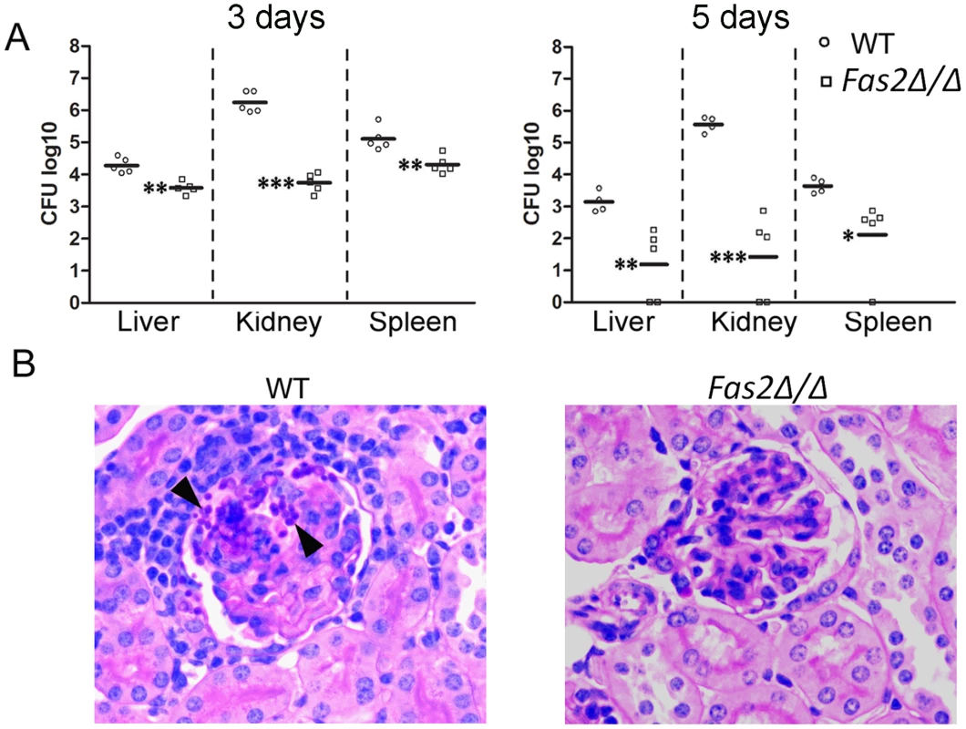 <i>Fas2Δ/Δ</i> yeast cells are attenuated in vivo.