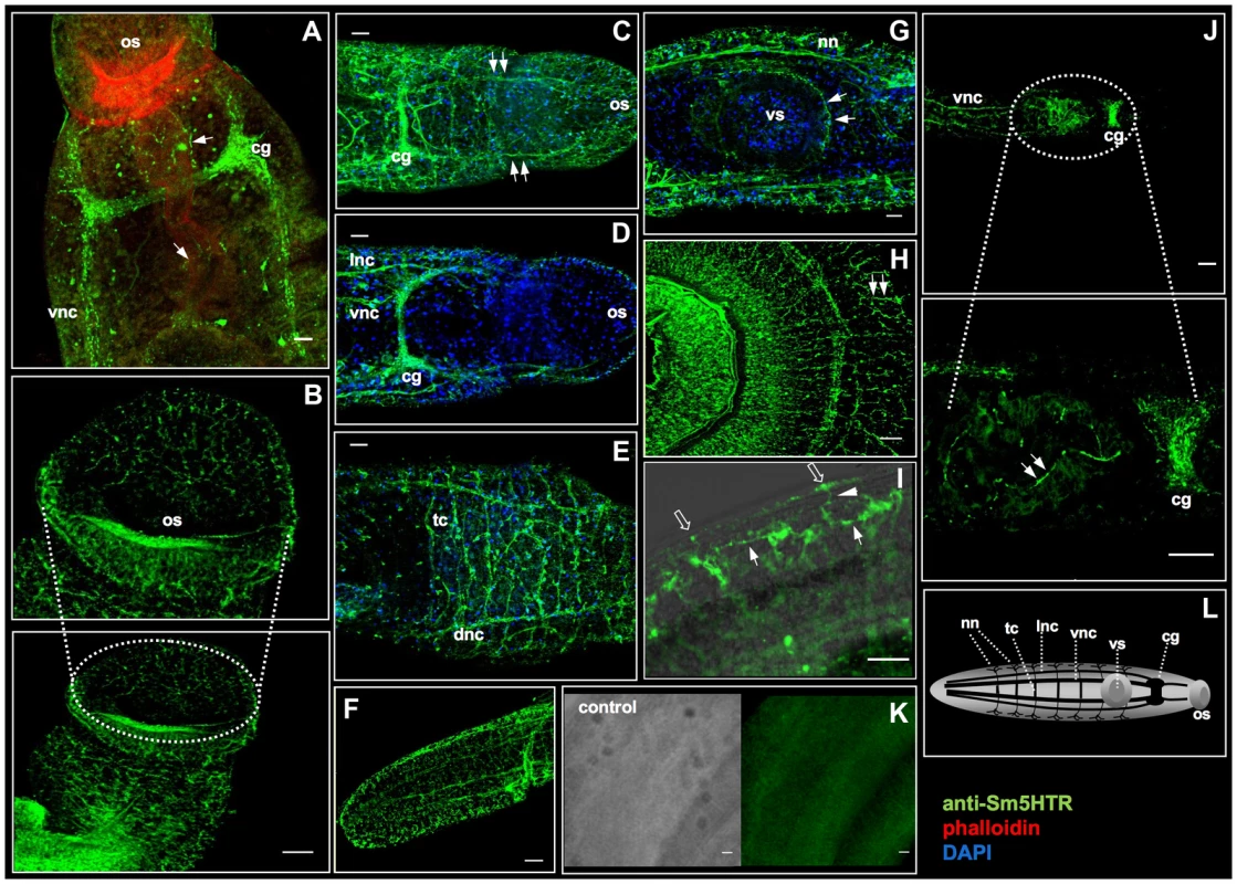 Immunolocalization of Sm5HTR in adult <i>S. mansoni</i>.