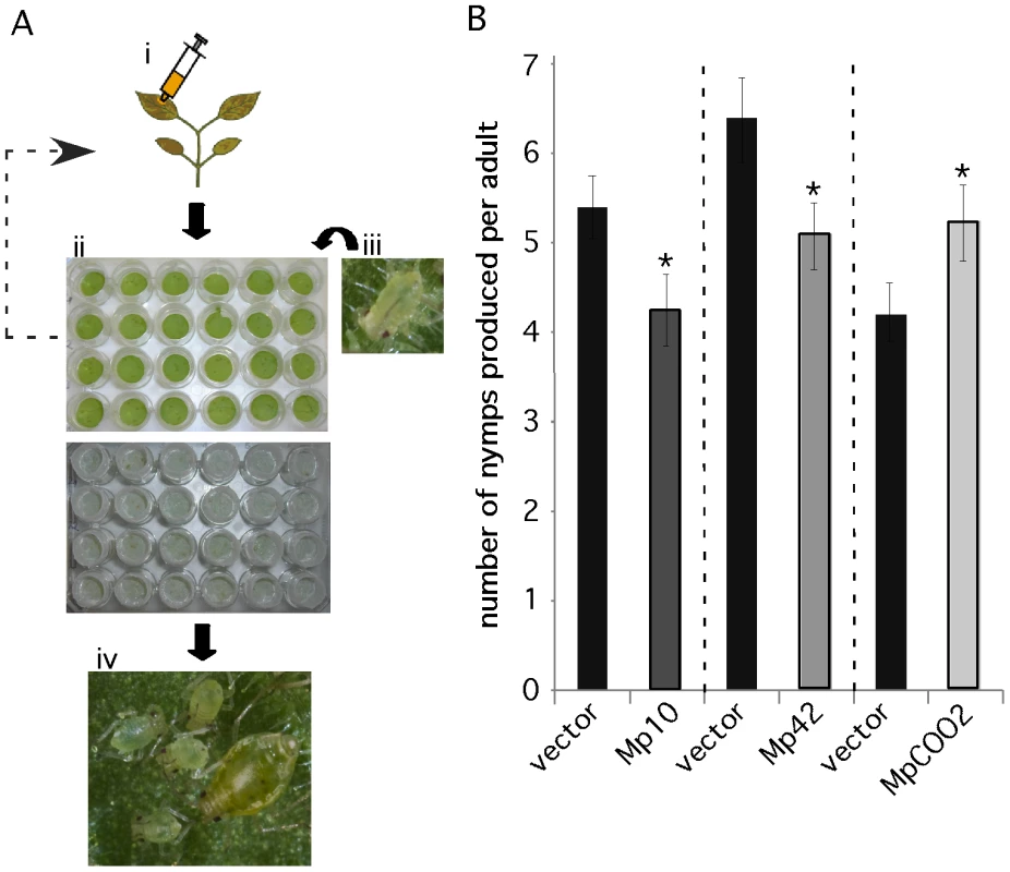 A medium-throughput leaf disc-based assay identifies <i>M. persicae</i> effector candidates that affect aphid performance.