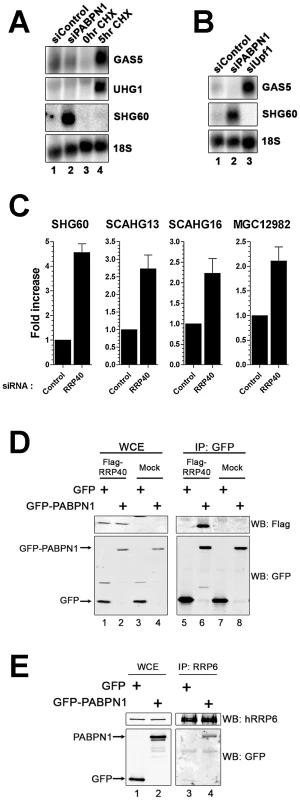 The RNA exosome, but not nonsense-mediated decay, contributes to PABPN1–dependent lncRNA decay.