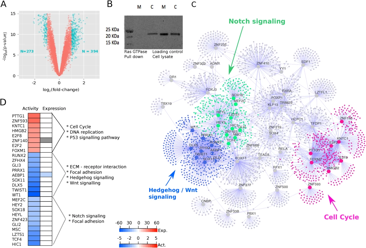 Oncogenic <i>KRAS</i> is regulated by three groups of master regulators.