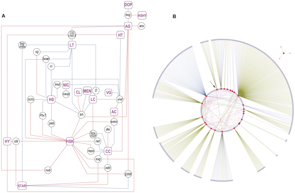 Class I phenotypically plastic transcription factors.