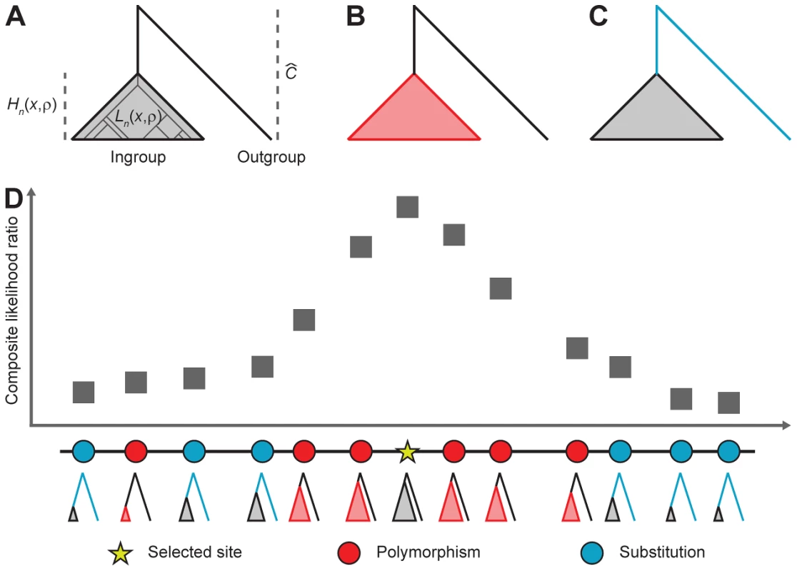 Calculation of probabilities of polymorphism and substitution under a model of balancing selection and the incorporation of these probabilities into a genome scan.