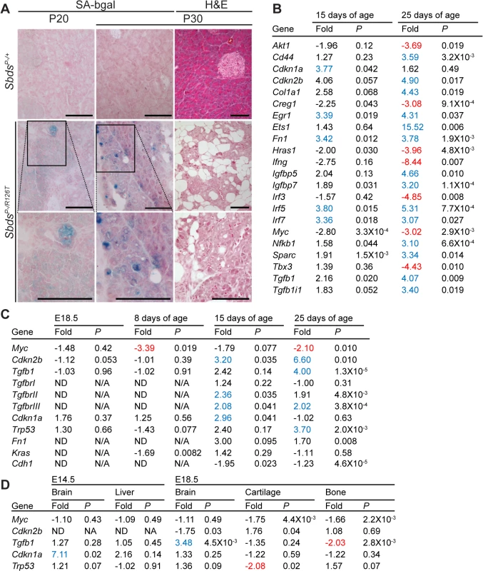 Senescence-associated markers in the SDS pancreas.