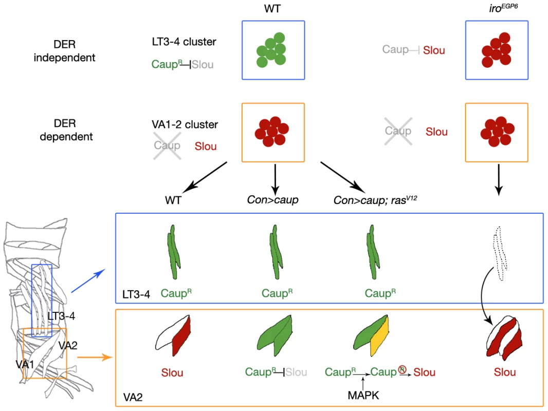 Effect of the state of activation of the Ras/MAPK signalling cascade on the regulation of <i>slou</i> by Ara/Caup in LT and VA lineages.
