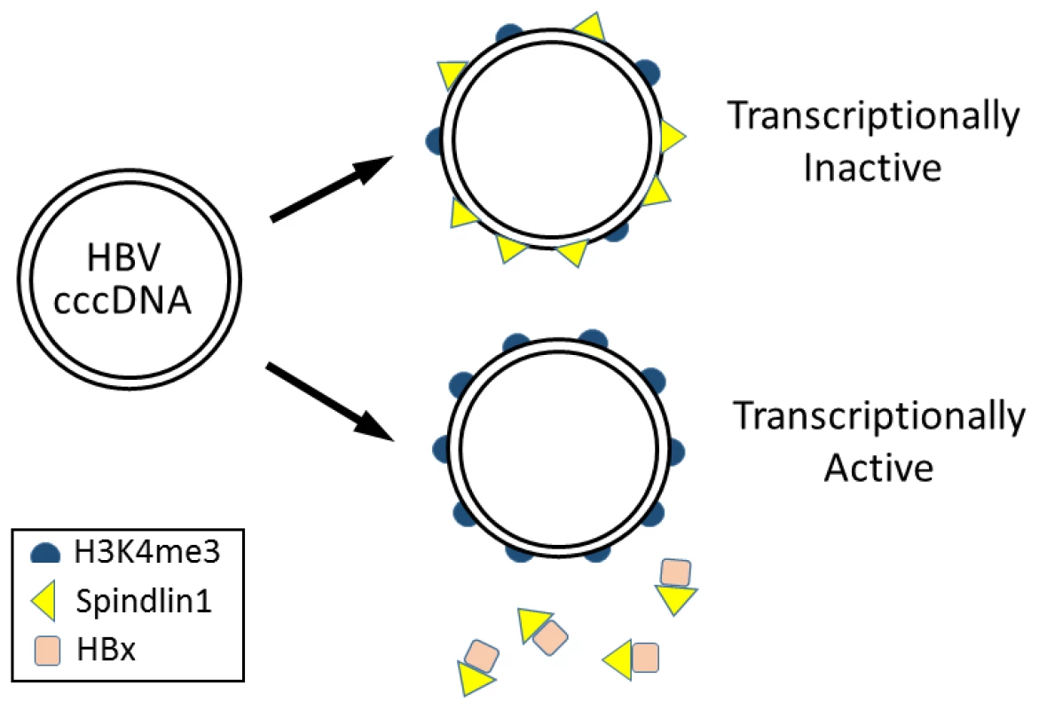 Model for epigenetic regulation of HBV gene expression by Spindlin1.