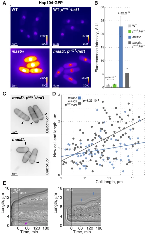 Repression of Hsf1 expression in <i>mas5Δ</i> cells rescues the growth patterning defects.