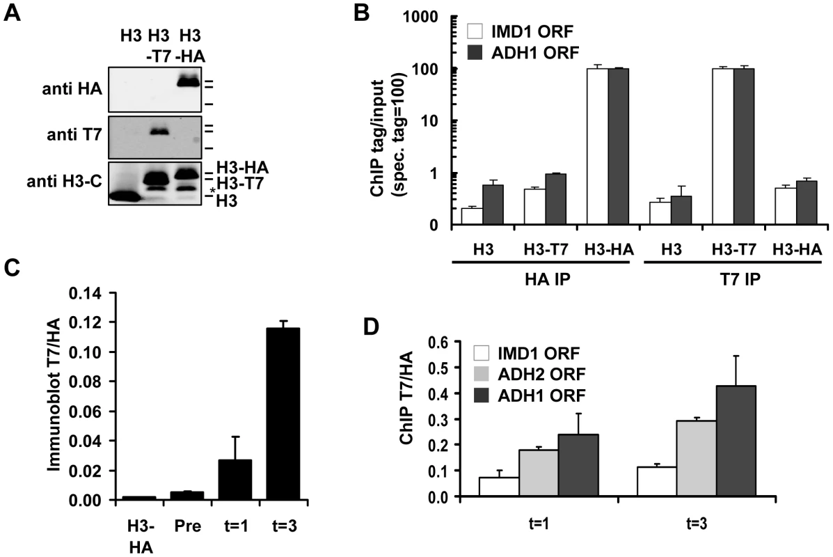 Measuring histone turnover by ChIP and immunoblot.