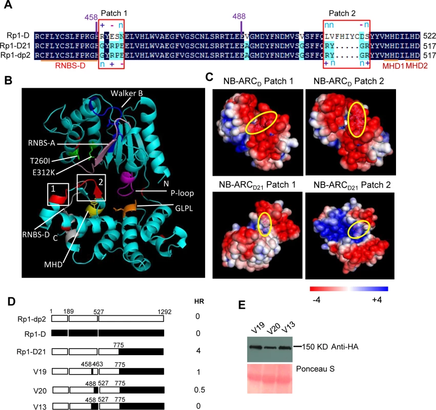 Investigating the function of Patch 1 and 2 from the ARC2 domain for Rp1-D21 autoactivity.