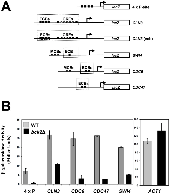 Bck2 activates Mcm1-driven <i>lacZ</i> reporter constructs.